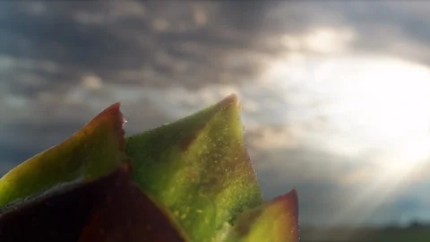 Timelapse macro bud growing Stock Footage 88312411