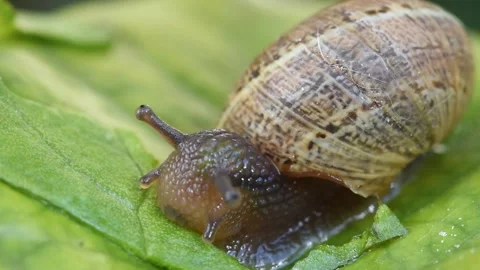 Timelapse macro snail eating a green leaf front view Stock Footage 237479062