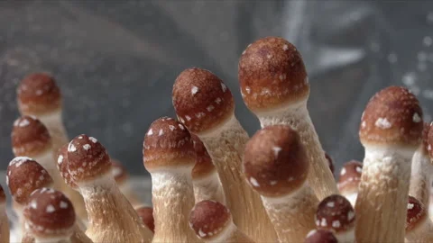 Timelapse of magic mushrooms (Psilocybe cubensis) growing indoors. Video stock 341249930