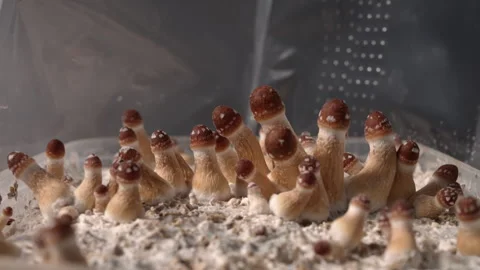 Timelapse of magic mushrooms (Psilocybe cubensis) growing indoors Vídeo Stock 341249958