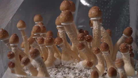 Timelapse of magic mushrooms (Psilocybe cubensis) growing indoors Video stock 341249998