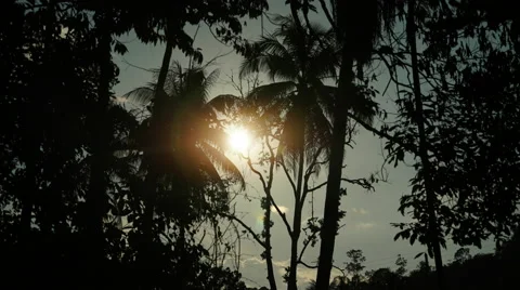 Timelapse Malaysia Sun Set Behind Trees Stock Footage 67373325