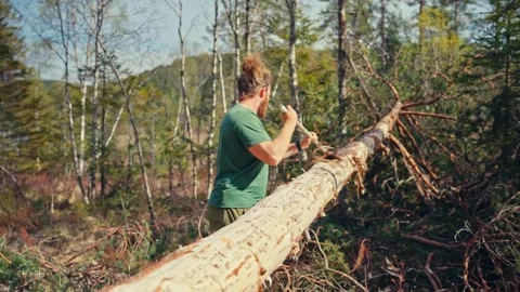 Timelapse of Man Removing Bark from Tree Trunk Stock-Footage 345529772