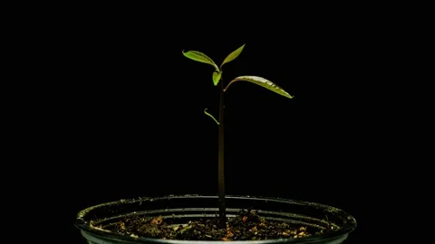 Timelapse of mango plant growing Stock Footage 154536396