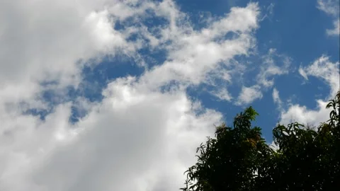 Timelapse Mango Tree Leaves in Corner Cloudy Day Stock Footage 150670249