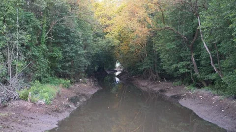 Timelapse of mangrove forest during sunset Stock Footage 296359396
