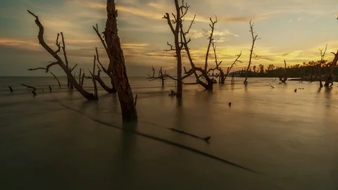 Timelapse of Mangrove Forest at Perak during sunset. 4k Resolution. Stock Footage 91635198