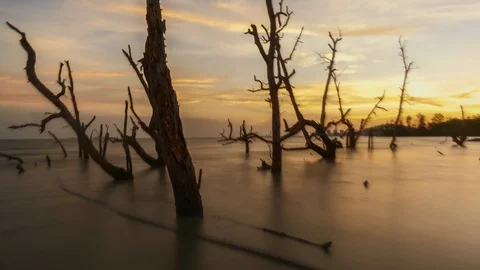 Timelapse of Mangrove Forest at Perak during sunset. 4k .. Stock Footage 91944840