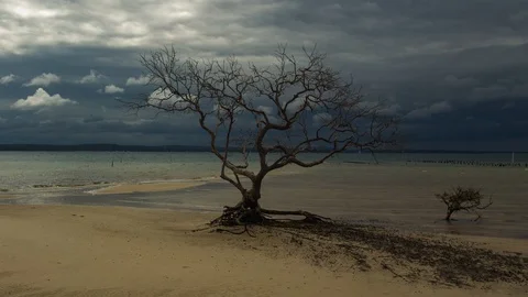 Timelapse of mangrove tree on sand with passing rain clouds. Stock Footage 93682981