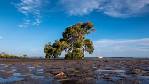 Timelapse of mangrove tree while tide goes out Stockbeeldmateriaal 85727618