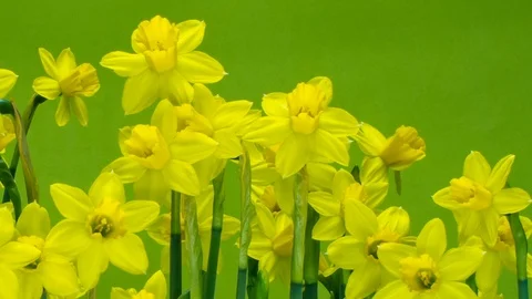 Timelapse many yellow daffodils Stock Footage 103937894
