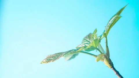 Timelapse of maple tree blossoming in spring. Vidéo 189070878