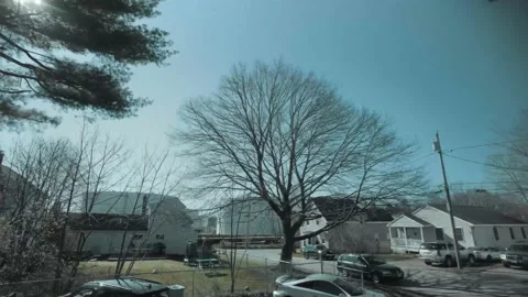 TIMELAPSE MAPLE TREE Stock Footage 134568429