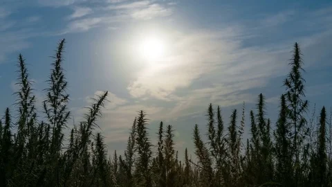 Timelapse of marijuana field in the amazing sunset background. Stock Footage 80884208