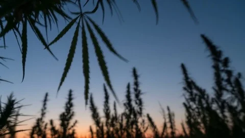 Timelapse of marijuana field in the amazing sunset background. Stock Footage 80885001