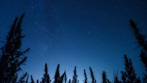 Timelapse of marijuana field in the amazing sunset background. Stock Footage 80885548
