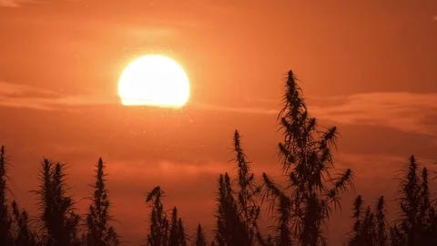 Timelapse of marijuana field in the amazing sunset background. Stock Footage 80887562