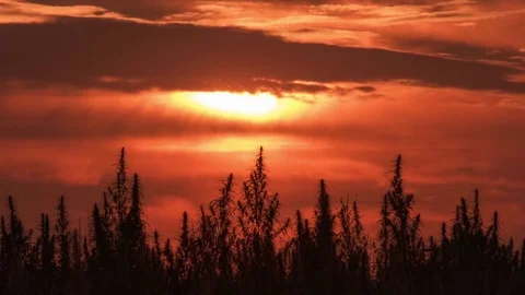 Timelapse of marijuana field in the amazing sunset background. Stock Footage 80887860