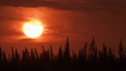Timelapse of marijuana field in the amazing sunset background. Stock Footage 80888189