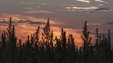 Timelapse of marijuana field in the amazing sunset background. Stock Footage 80888748