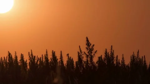 Timelapse of marijuana field in the amazing sunset background. Stock Footage 80889331