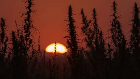 Timelapse of marijuana field in the amazing sunset background. Stock Footage 80889680
