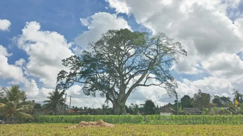 Timelapse of a massive Bayan Ancient Tree and Moving Clouds, Bali, Indonesia Stock Footage 346799001
