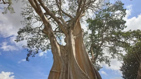 Timelapse of Massive Bayan Ancient Tree Branches and Clouds, Bali, Indonesia Stock Footage 346799033