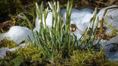 Timelapse of melting snow with blooming snowdrops (Galanthus nivalis) Stock Footage 71521633