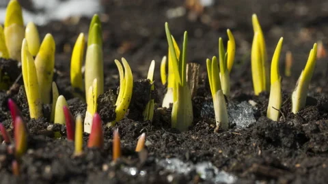 Timelapse, melting snow Video stock 201645534