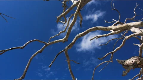 Timelapse Mexico: Mahahual Tree and Clouds Stock Footage 146282448