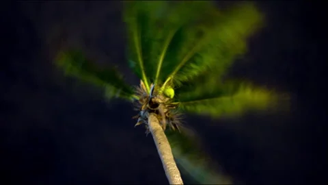 Timelapse Mexico: Palm Tree at night with heavy wind Stock Footage 146283218