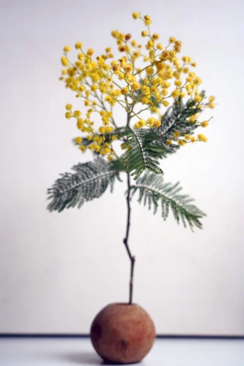 Timelapse of mimosa flower Stock Footage 125886331