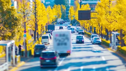 A timelapse of miniature traffic jam at the yellow gingko street in autumn Stock Footage 324952099
