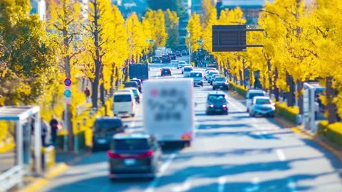 A timelapse of miniature traffic jam at the yellow gingko street in autumn tilt Stock Footage 324952306