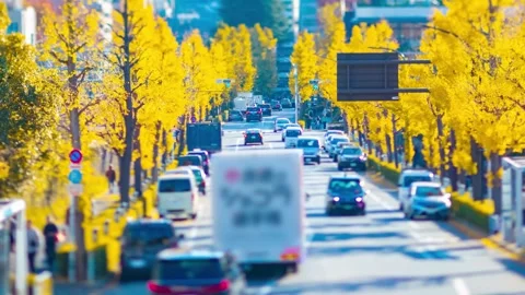 A timelapse of miniature traffic jam at the yellow gingko street in autumn zoom Stock Footage 324952968