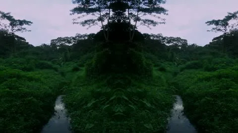Timelapse mirrored jungle Stock-Footage 11562332