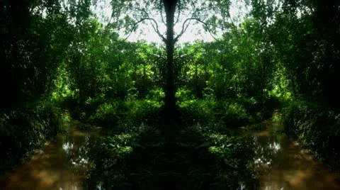 Timelapse mirrored jungle 스톡 동영상 11589608