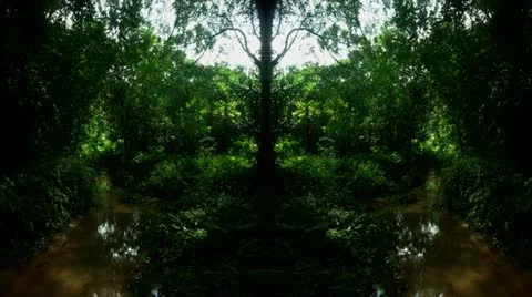 Timelapse mirrored jungle 스톡 동영상 11608857