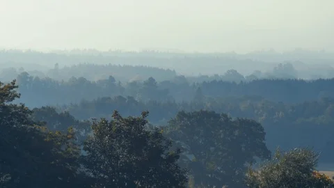 Timelapse of mist across tree tops Stock Footage 116569673