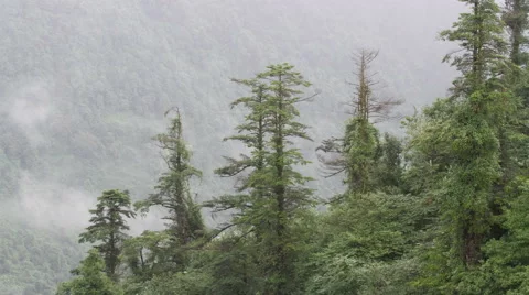 Timelapse of the mist and trees in Mount Emei 4K Stock Footage 40760774