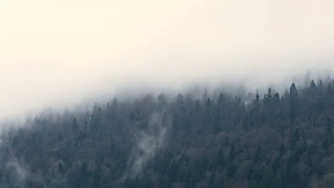 Timelapse of mist moving trough forest Stockbeeldmateriaal 99431687