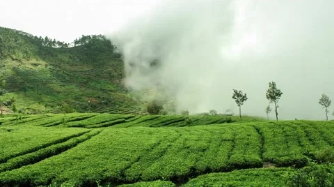Timelapse of misty clouds rolling across tea plantation in Sri Lanka. Stock Footage 61785746