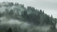 Timelapse Of Misty Fog Blowing Over Mountain With Pine Tree Forest With Rain On Stock Footage