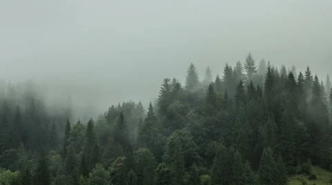 Timelapse of misty fog blowing over mountain with pine tree forest on a Stock Footage