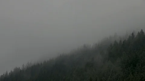 Timelapse - Misty forest, low clouds - firs, larches tree top - Styria mountains Видео 92089126