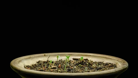 Timelapse mix of bird seeds sprouting rotating Stock Footage 154536641