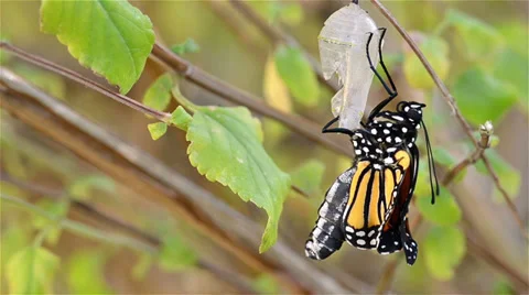 Timelapse of a Monarch butterfly Danaus plexippus attached to its chrysalis