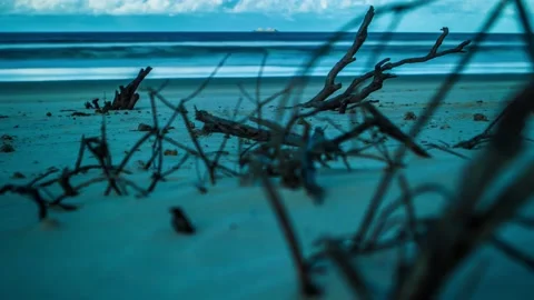 Timelapse of Moody Beach Branches in the Sand Driftwood Stock Footage 138777517