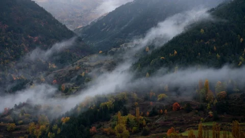 Timelapse of moody fog going through the forest with autumnal colours  Stock Footage 164733933
